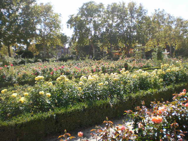 rose garden