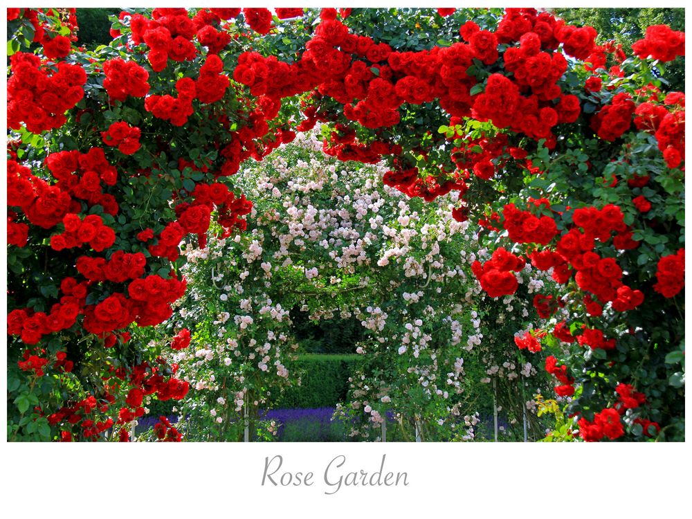 Rose Garden