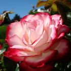 Rose Garden: Golden Gate Park SF