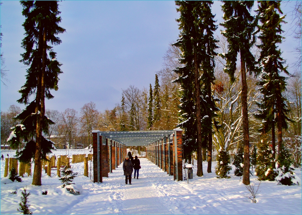 Rose garden in winter