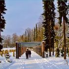 Rose garden in winter