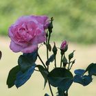 Rose Garten