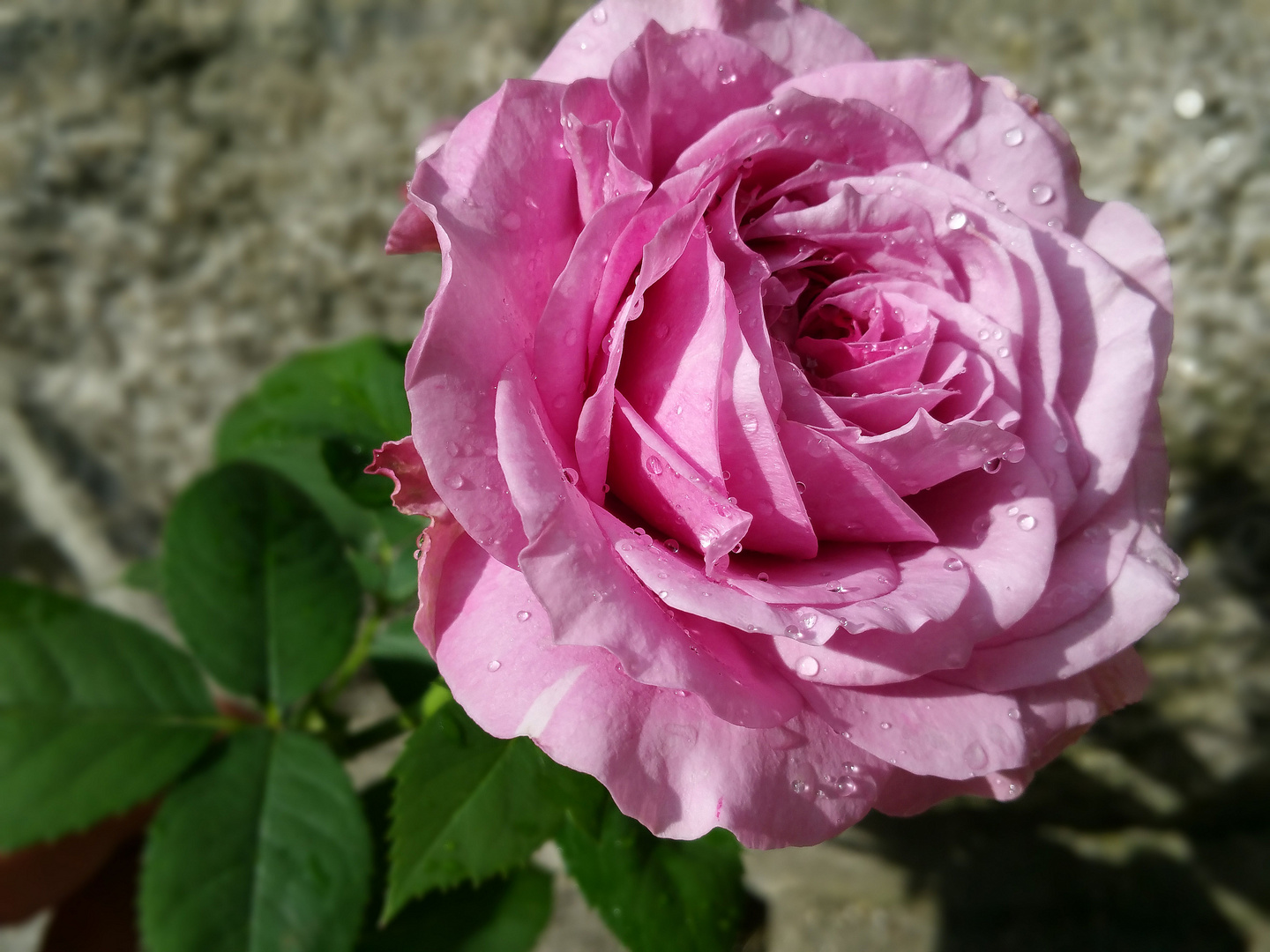 Rose Garten