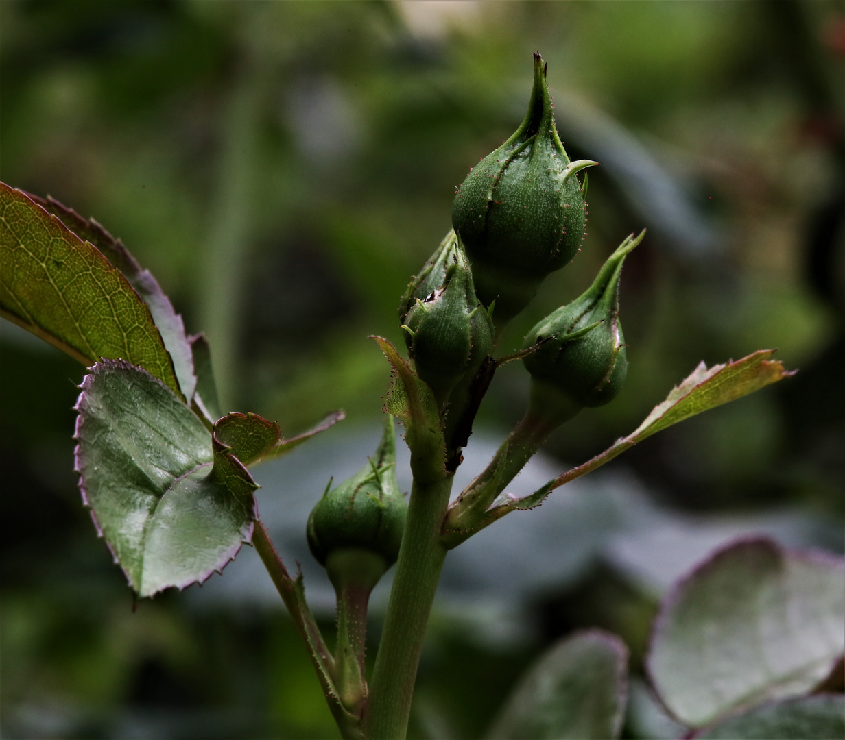 Rose / Garten (I)