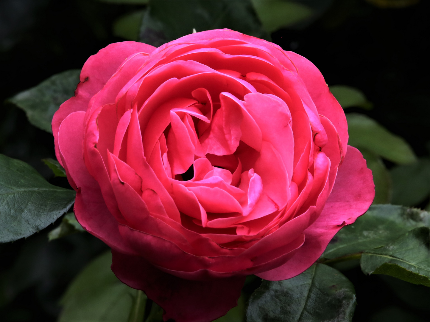 Rose / Garten (II) Foto & Bild natur, pflanzen, rosen