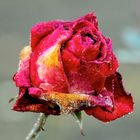 Rose gefroren