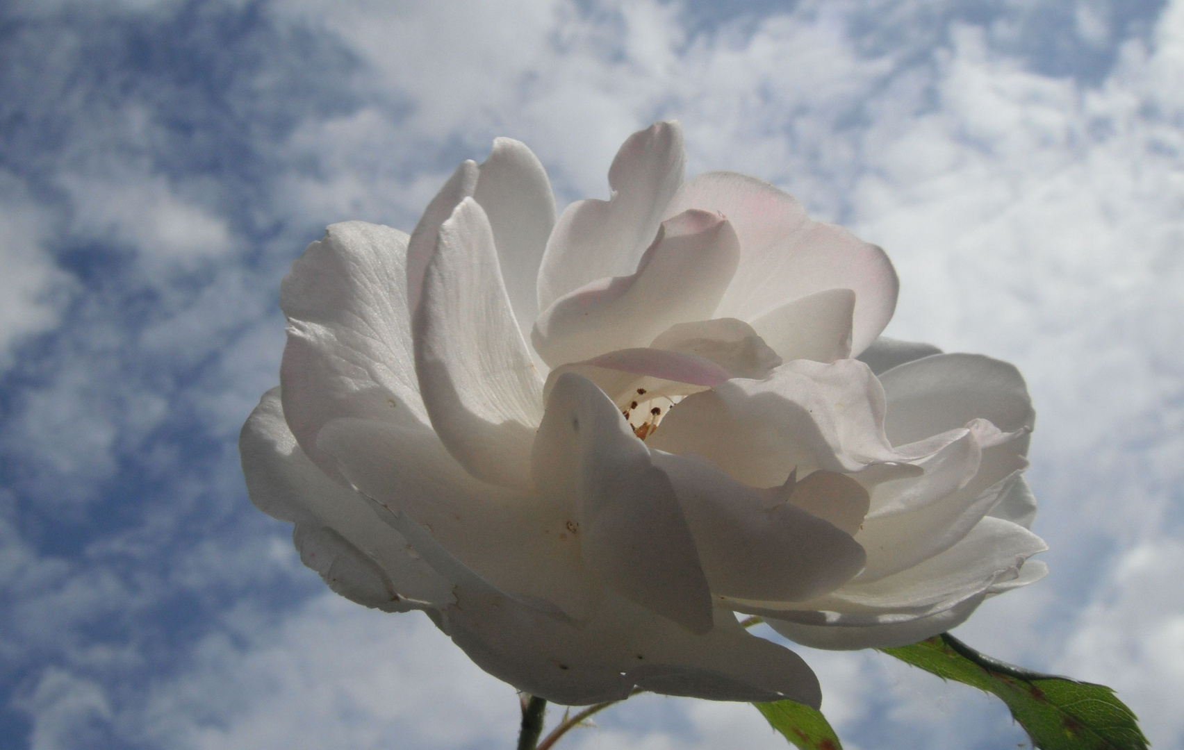 Rose gegen den Himmel 2