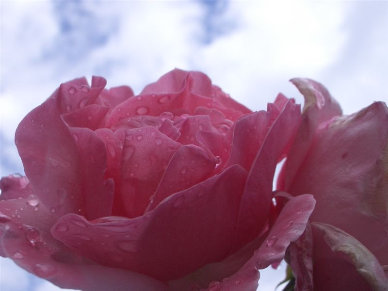 Rose gegen den Himmel