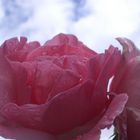 Rose gegen den Himmel