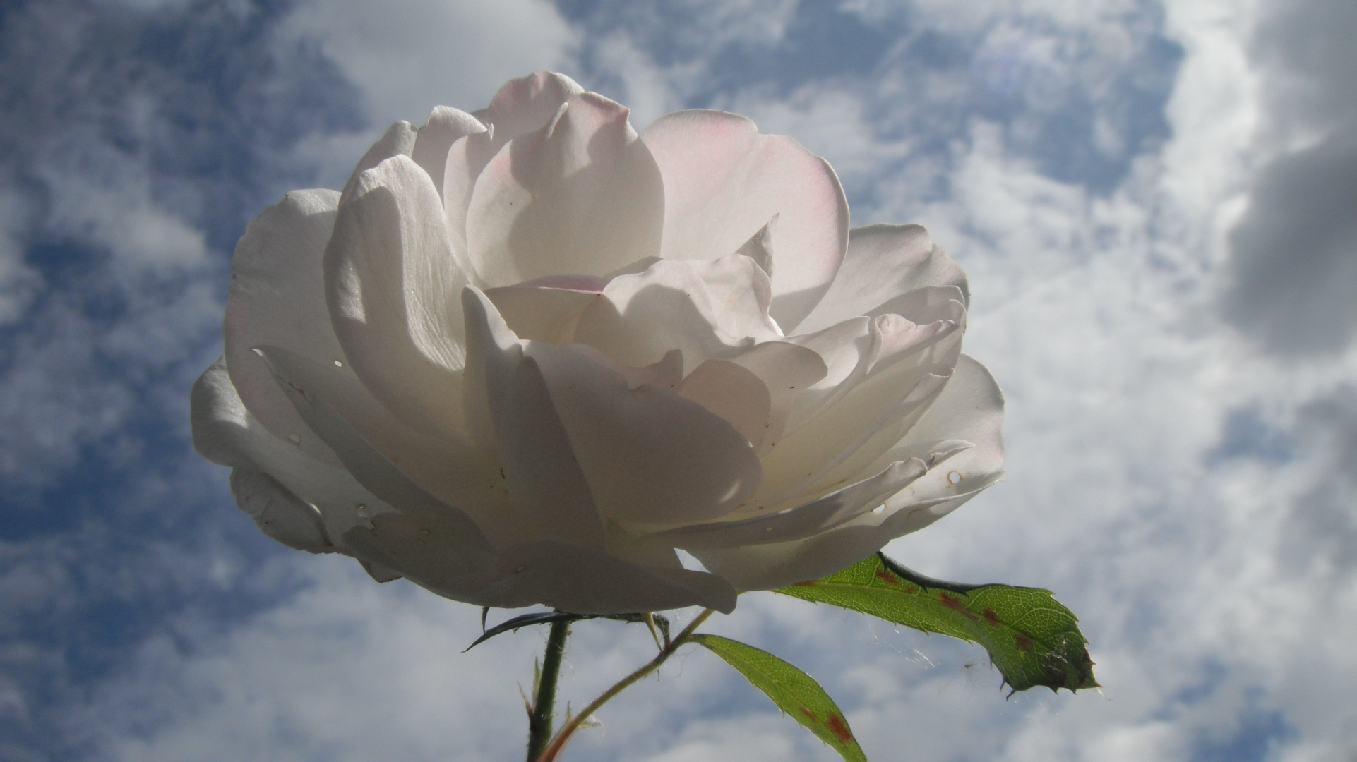 Rose gegen den Himmel