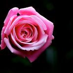 Rose gegen November-Depressionen