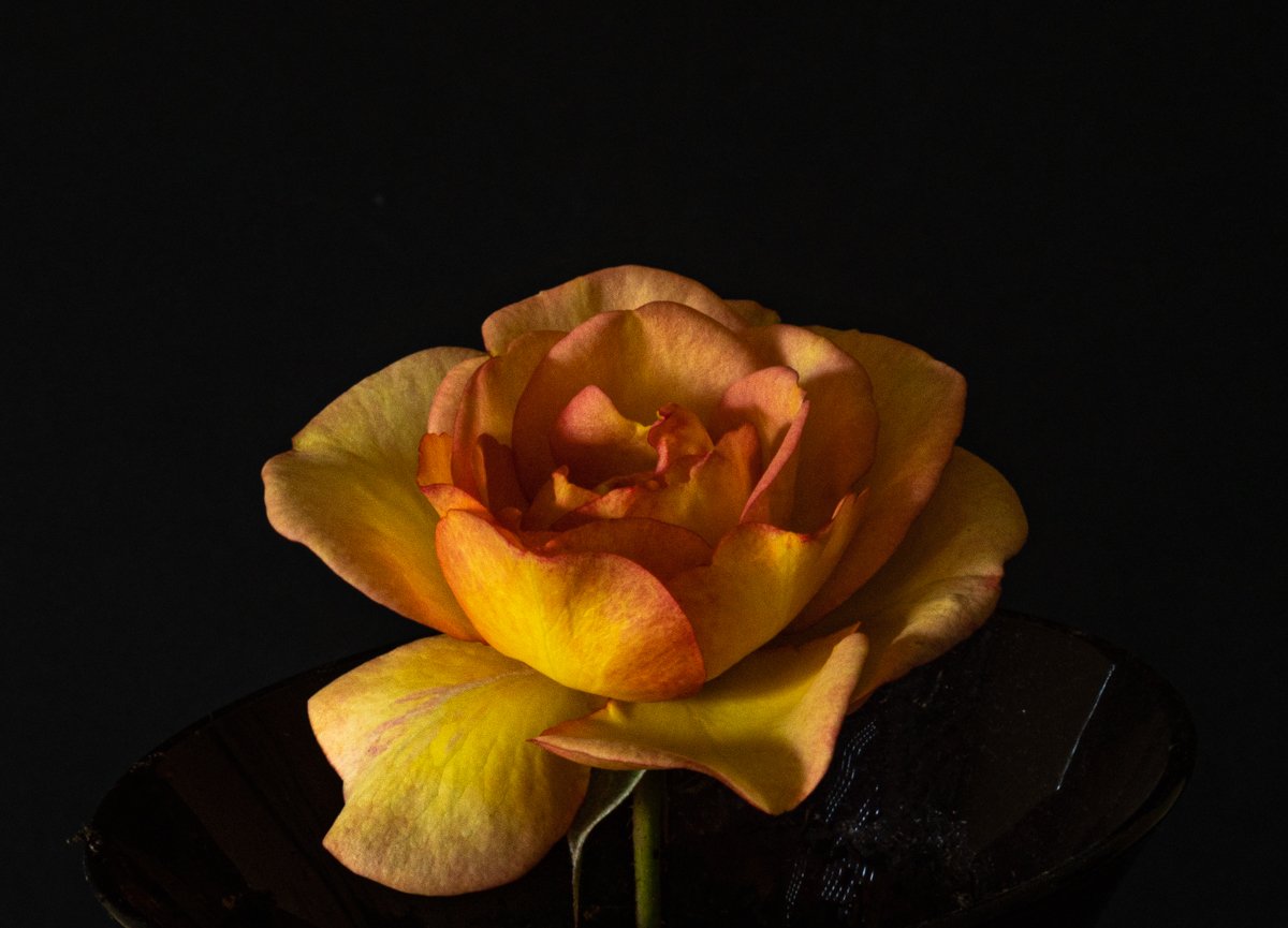 Rose gelb 0856