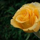 Rose gelb