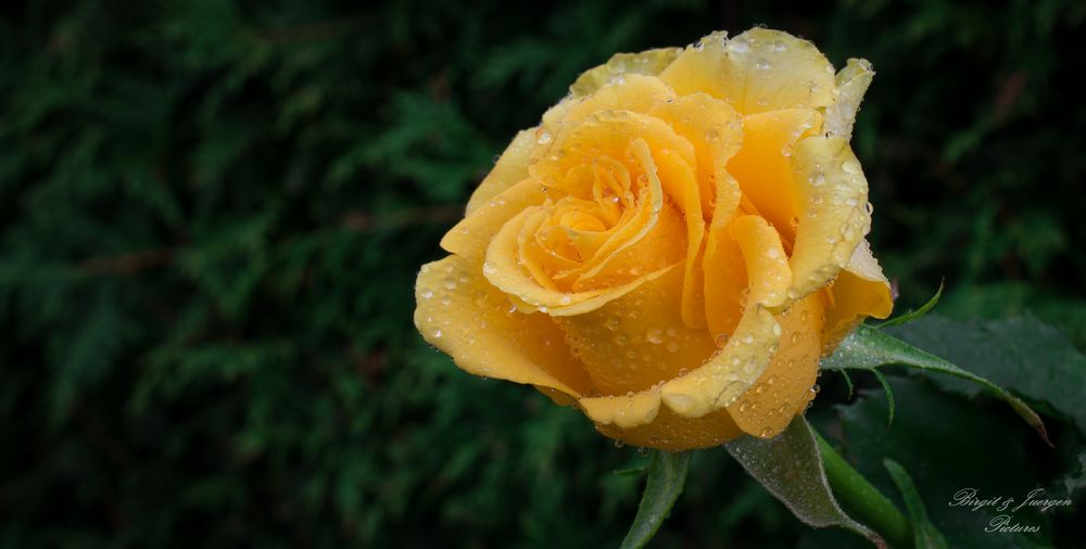 Rose gelb Foto & Bild | pflanzen, pilze & flechten, blüten