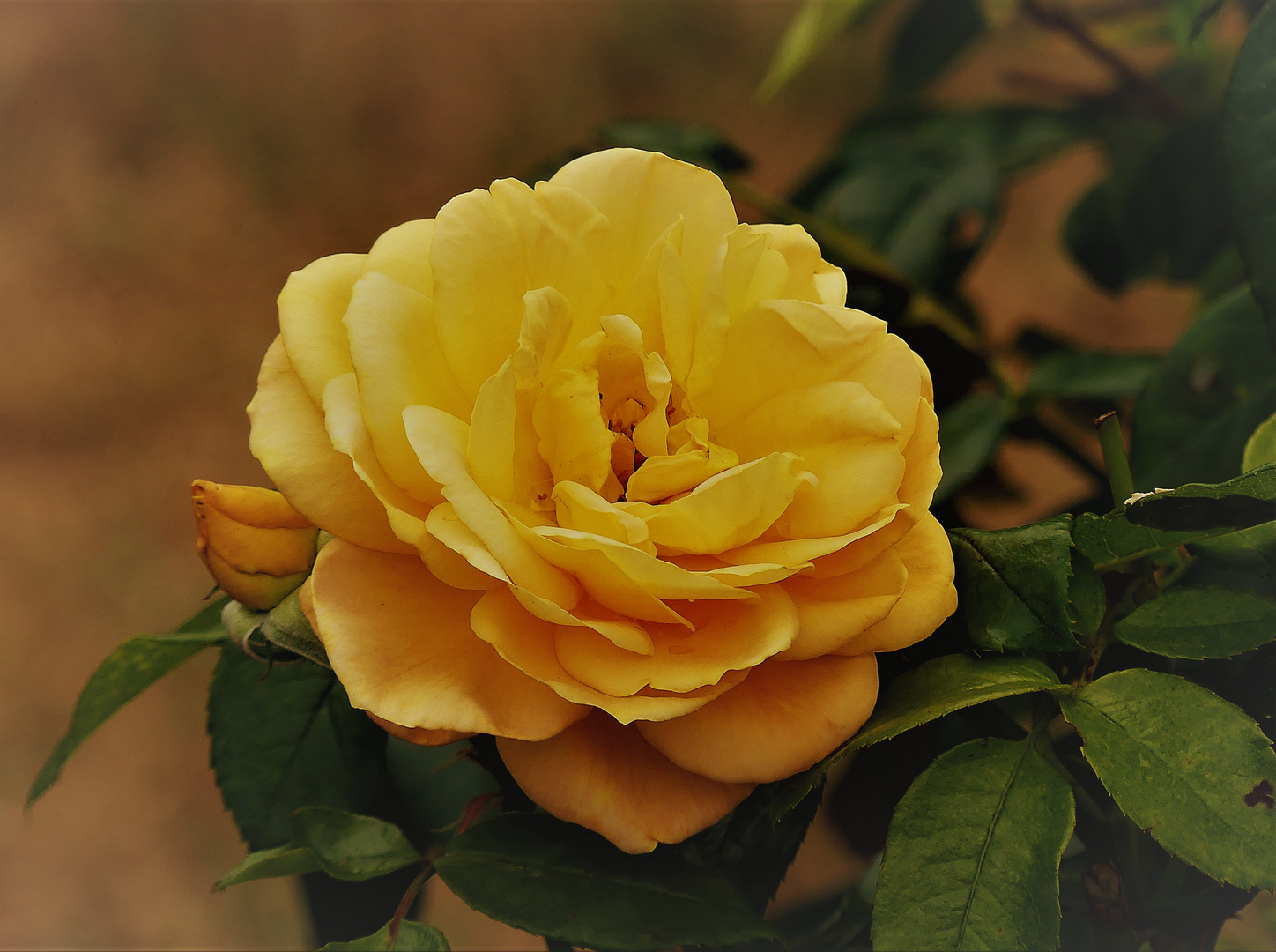Rose, gelb