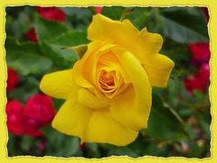 Rose / gelb