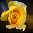 Rose gelb 3
