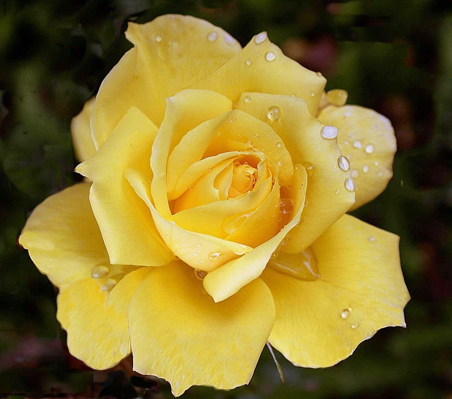 Rose gelb Foto & Bild | pflanzen, pilze & flechten, blüten