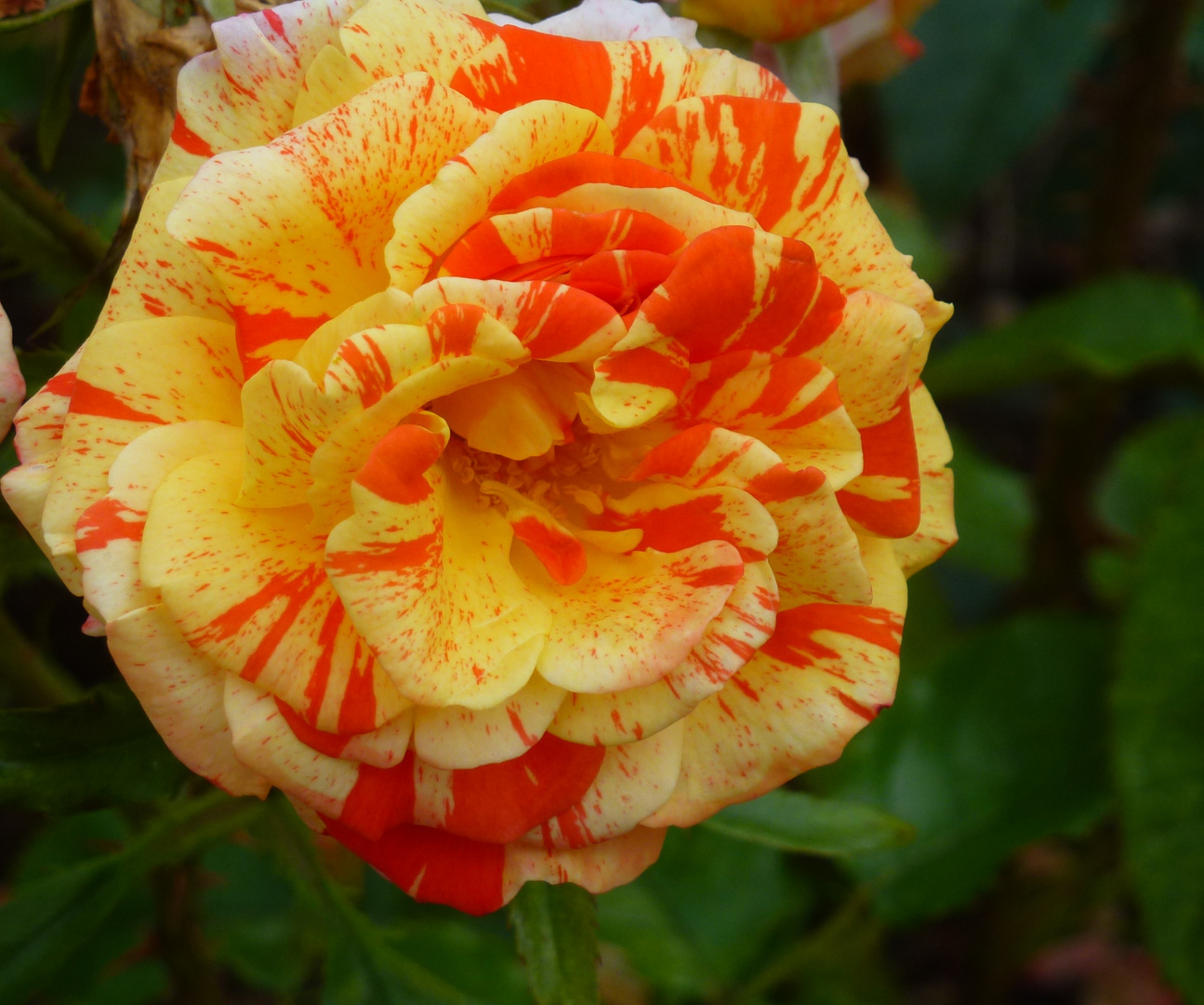 Rose gelb-orange