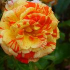 Rose gelb-orange