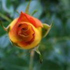 Rose, gelb-orange.....