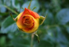 Rose, gelb-orange.....