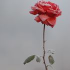 Rose gelée