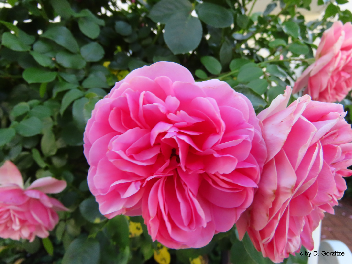 Rose Gertrude Jekyll ® - Austin !