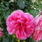 Rose Gertrude Jekyll ® - Austin !