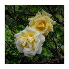 Rose gialle bagnate