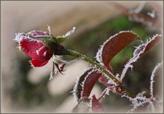 Rose givrée 1 - Rose mit Raureif 1