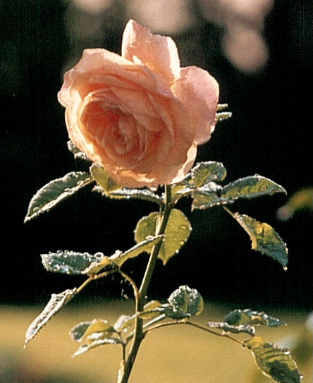 Rose GLOIRE DE DIJON