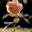 Rose GLOIRE DE DIJON