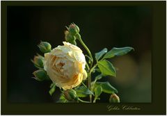 Rose -Golden Celebration