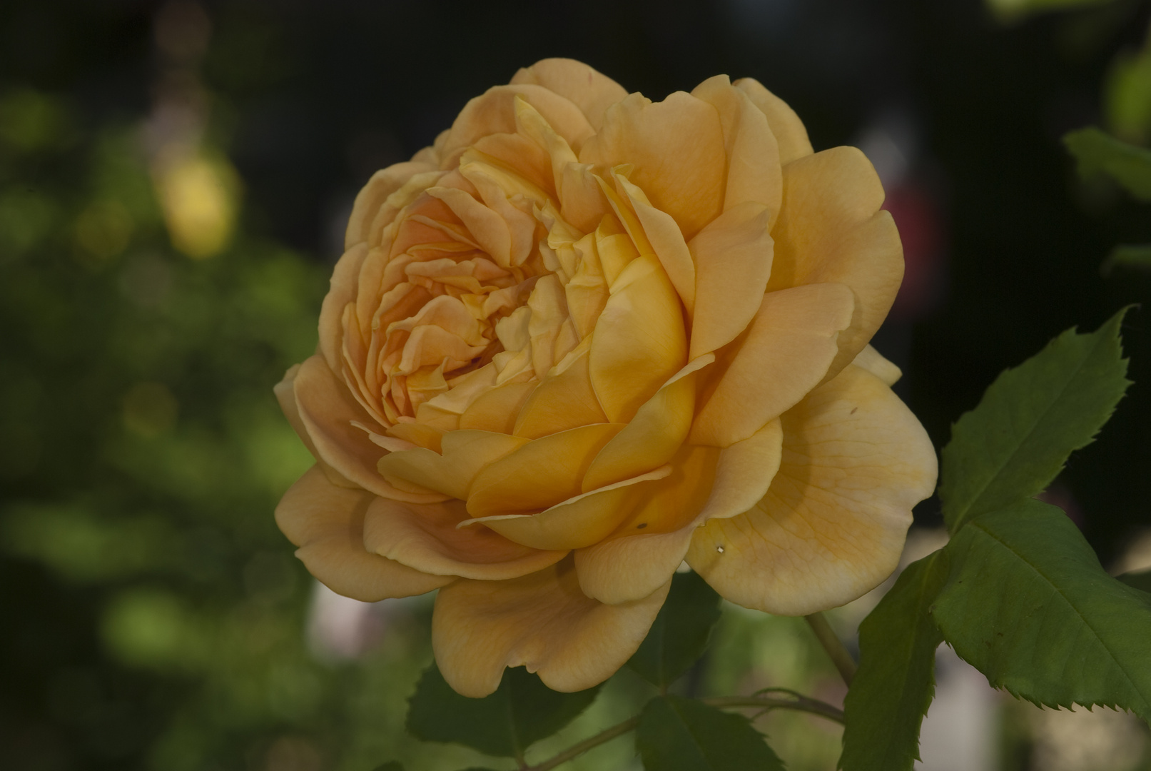 Rose "Golden Celebration"