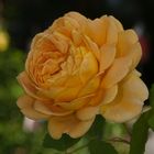 Rose "Golden Celebration"