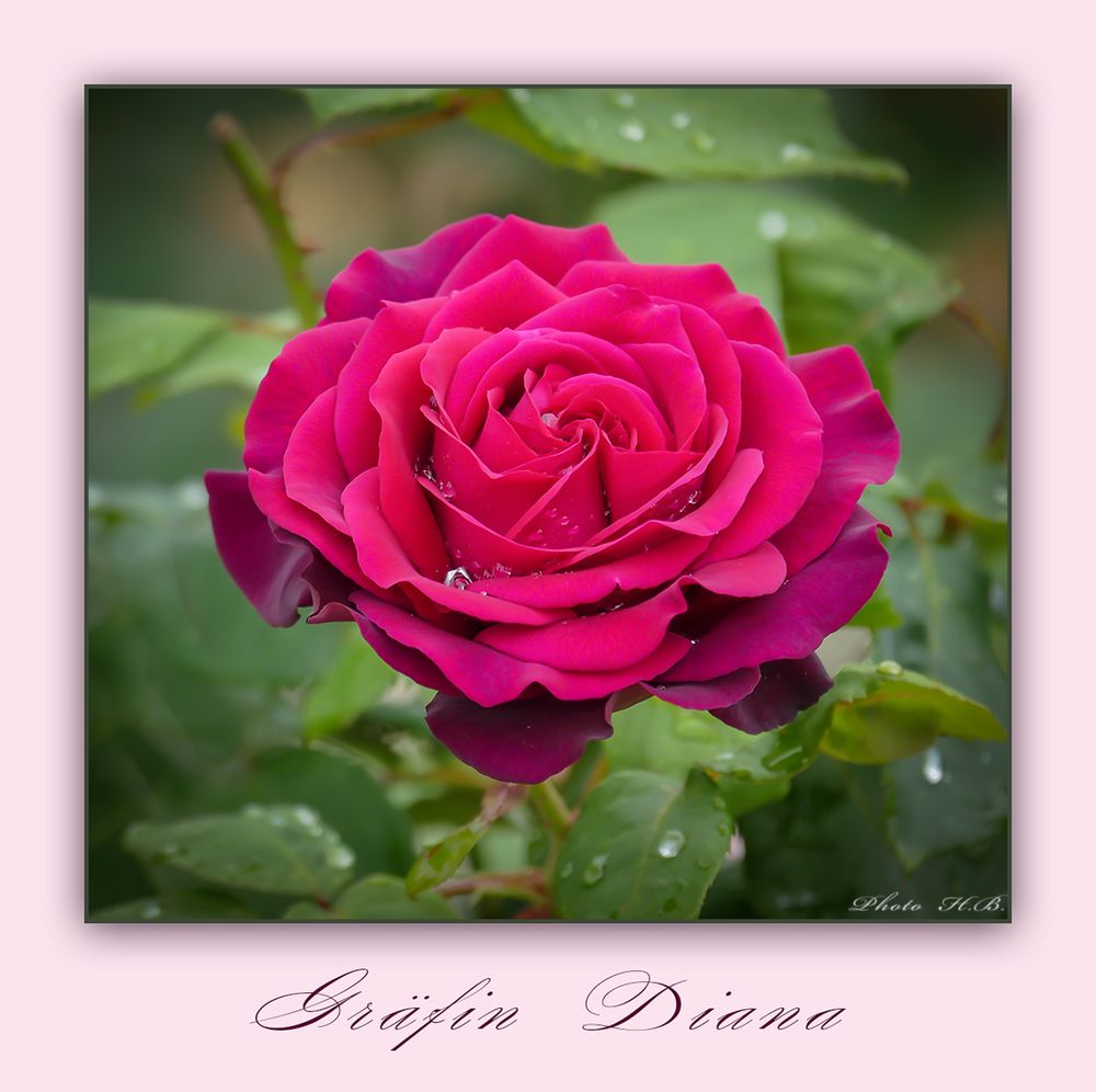 Rose  Gräfin Diana