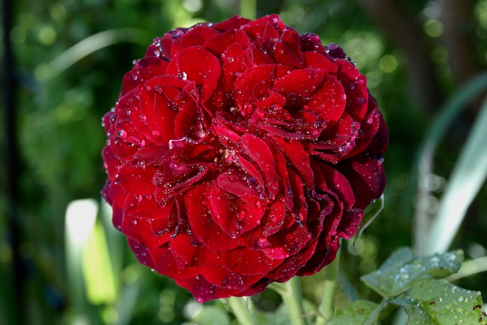 Rose "Gräfin von Hardenberg"