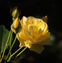 Rose "Graham Thomas"