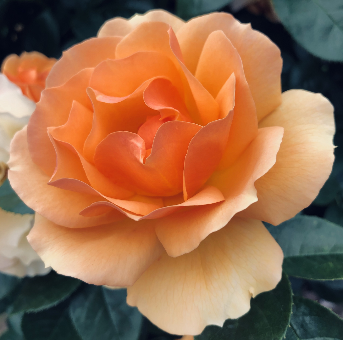 Rose "Hansestadt Rostock" Foto & Bild sommer, natur, pflanzen Bilder