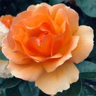 Rose "Hansestadt Rostock"