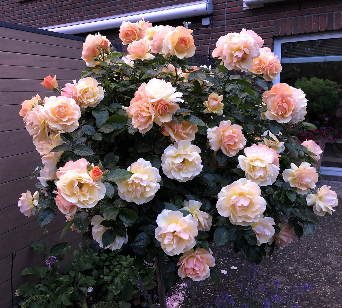 Rose "Hansestadt Rostock" (abends, kurz vor 22.00 Uhr)