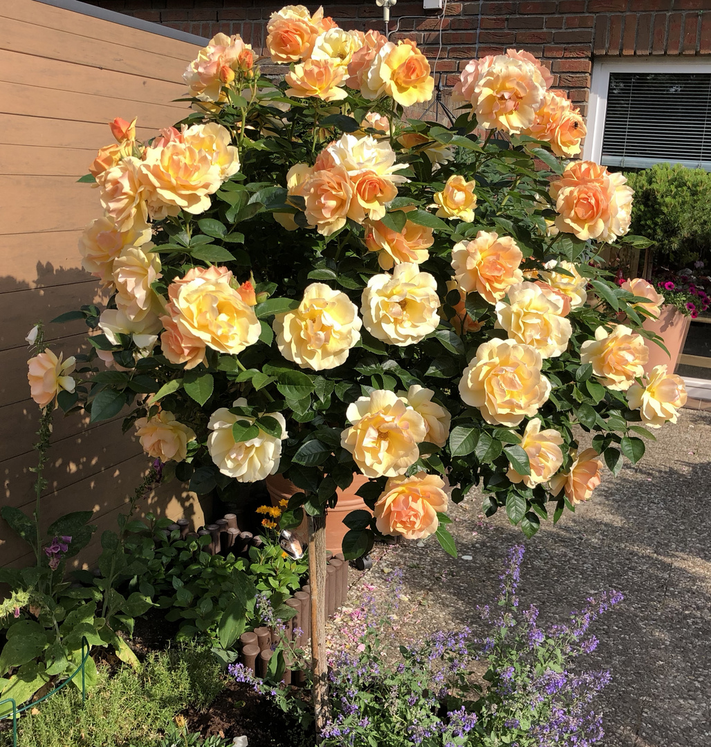 Rose "Hansestadt Rostock" Foto & Bild sommer, natur