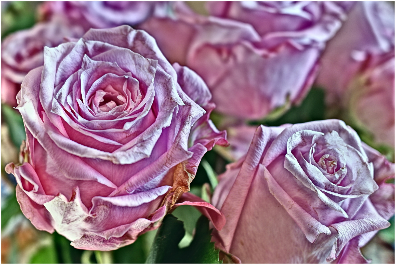 Rose HDR Foto Bild pflanzen pilze flechten bl ten Rose HDR Foto Bild pflanzen pilze flechten bl ten