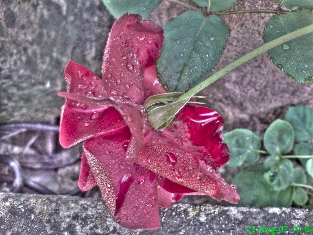 Rose (HDR+TM)