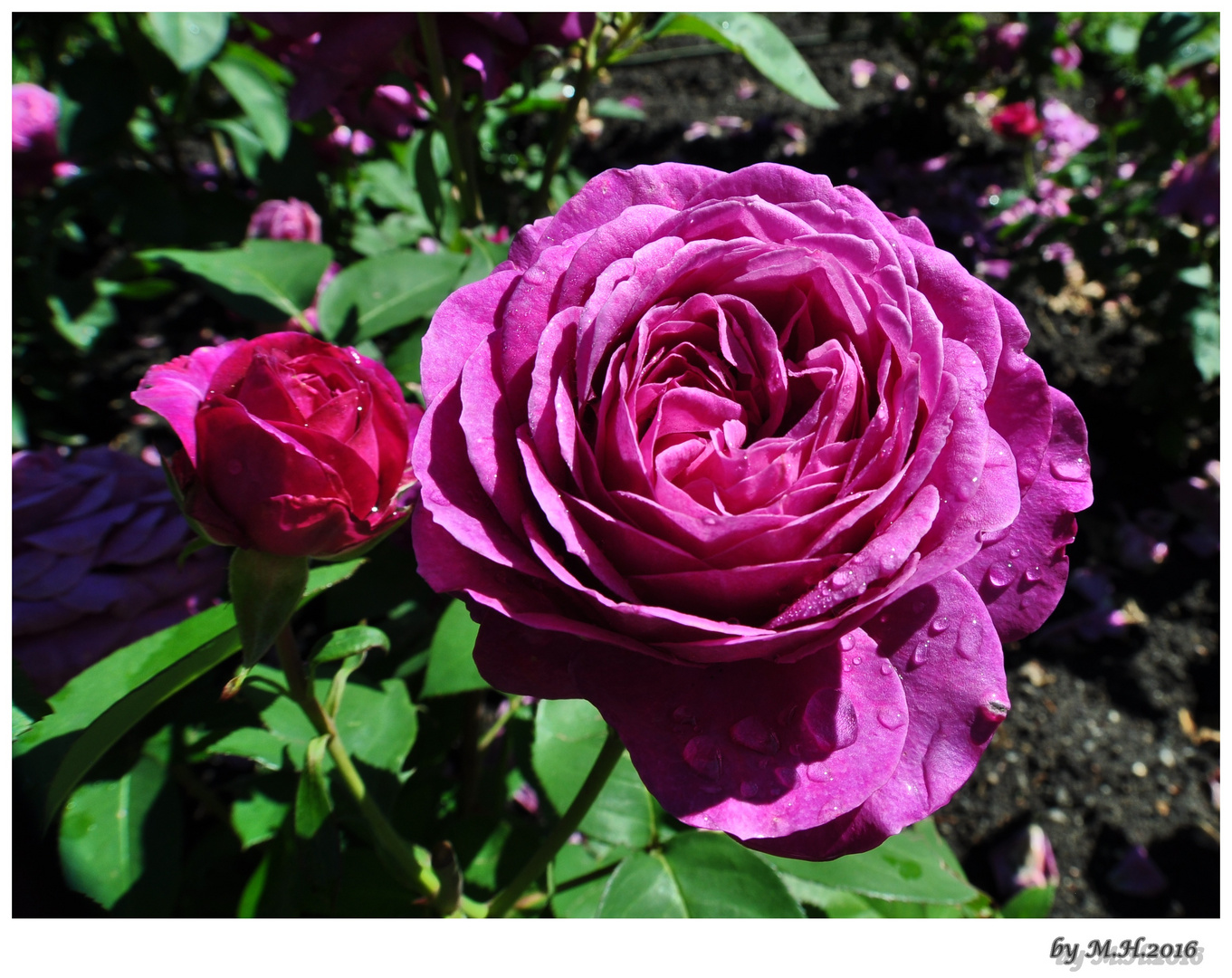 Rose "Heidi Klum" im Ostdeutschen Rosengarten Forst