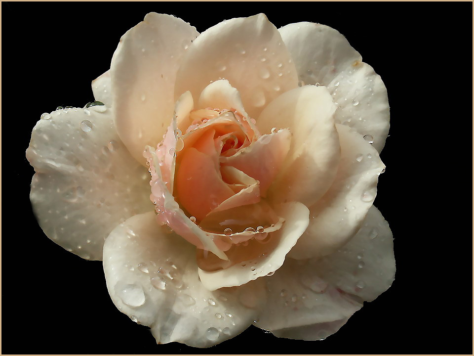 Rose heute im Regen