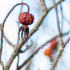 Rose Hip