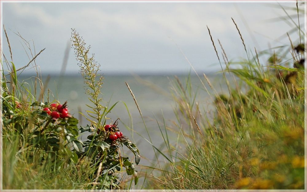 rose hip