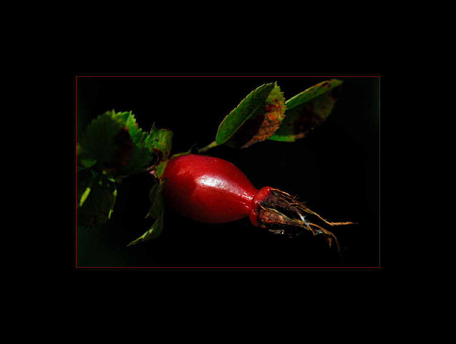 rose hip